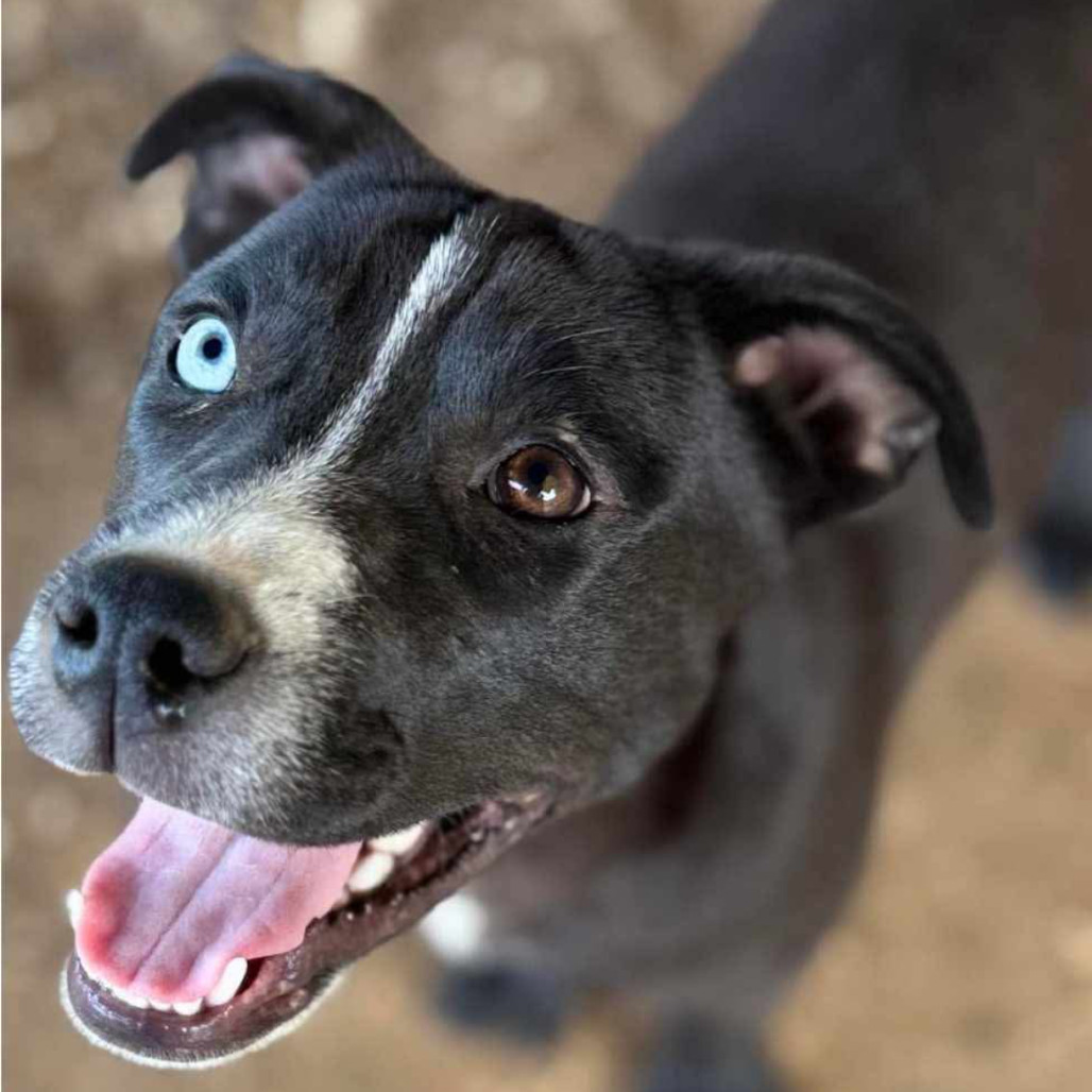 Harper Lea Tucker, an adoptable Catahoula Leopard Dog, Mixed Breed in Wadena, MN, 56482 | Photo Image 4