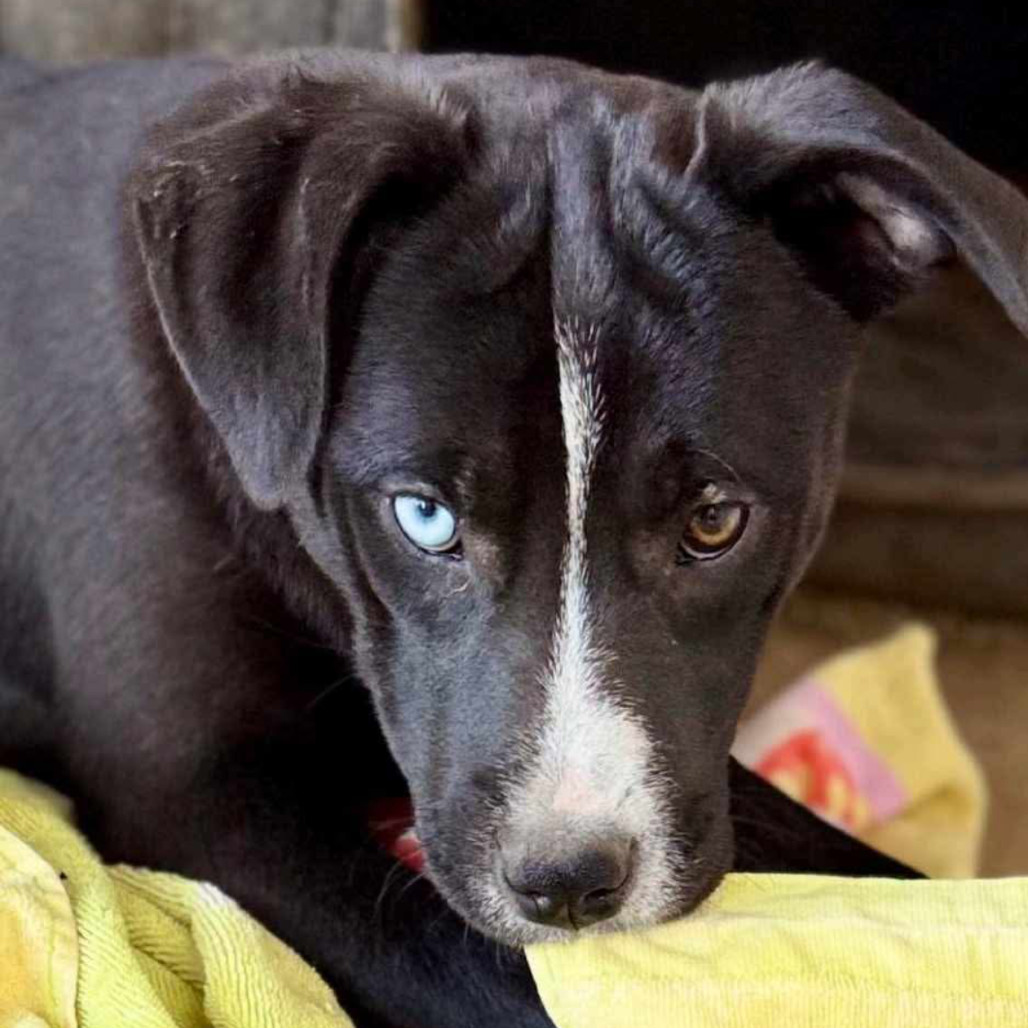 Harper Lea Tucker, an adoptable Catahoula Leopard Dog, Mixed Breed in Wadena, MN, 56482 | Photo Image 5