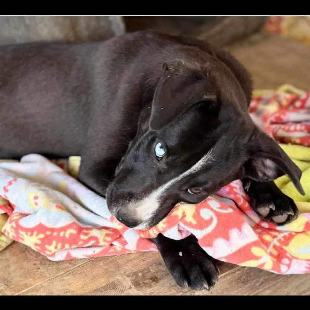 Harper Lea Tucker, an adoptable Catahoula Leopard Dog, Mixed Breed in Wadena, MN, 56482 | Photo Image 6