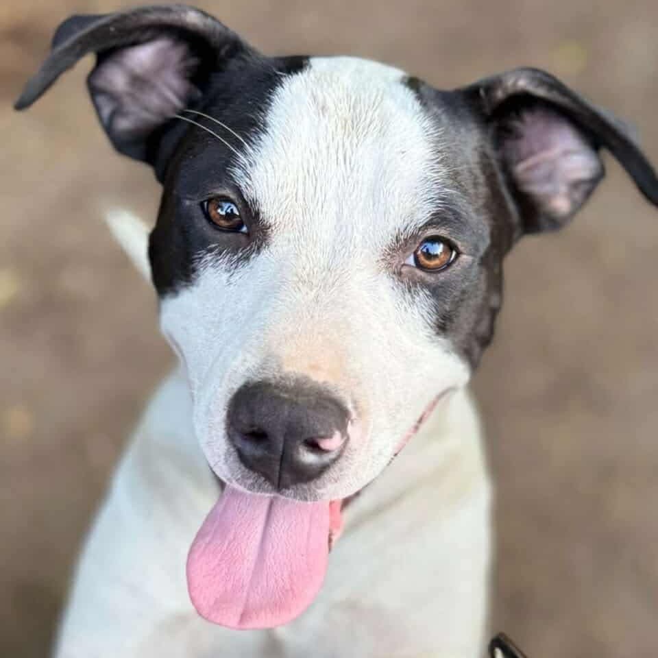Bull Lee Tucker, an adoptable Catahoula Leopard Dog, Mixed Breed in Wadena, MN, 56482 | Photo Image 1