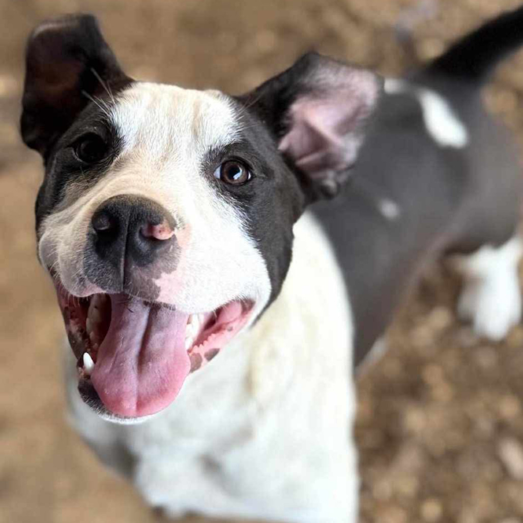 Bull Lee Tucker, an adoptable Catahoula Leopard Dog, Mixed Breed in Wadena, MN, 56482 | Photo Image 2