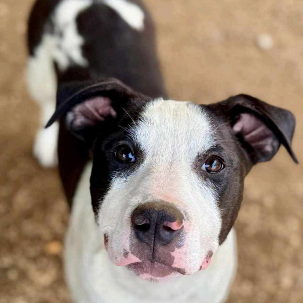 Bull Lee Tucker, an adoptable Catahoula Leopard Dog, Mixed Breed in Wadena, MN, 56482 | Photo Image 3