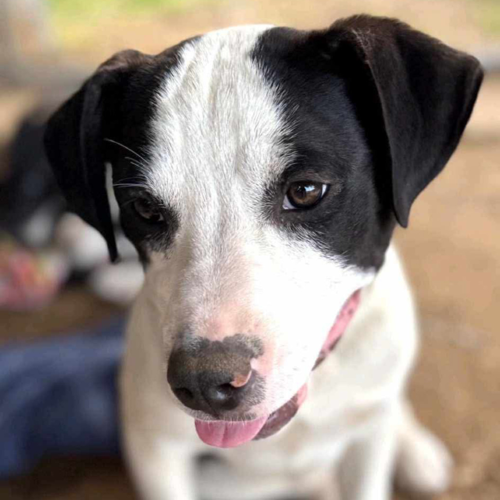 Bull Lee Tucker, an adoptable Catahoula Leopard Dog, Mixed Breed in Wadena, MN, 56482 | Photo Image 4