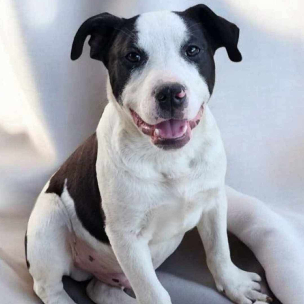 Bull Lee Tucker, an adoptable Catahoula Leopard Dog, Mixed Breed in Wadena, MN, 56482 | Photo Image 5