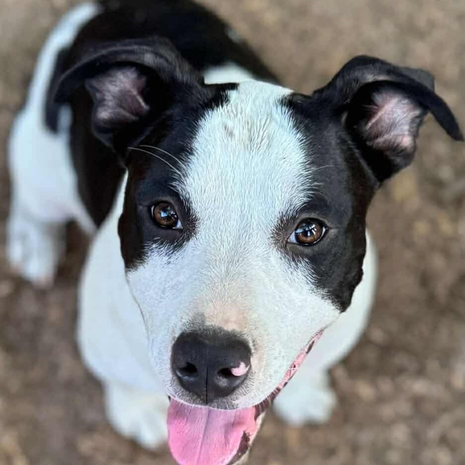 Bull Lee Tucker, an adoptable Catahoula Leopard Dog, Mixed Breed in Wadena, MN, 56482 | Photo Image 6
