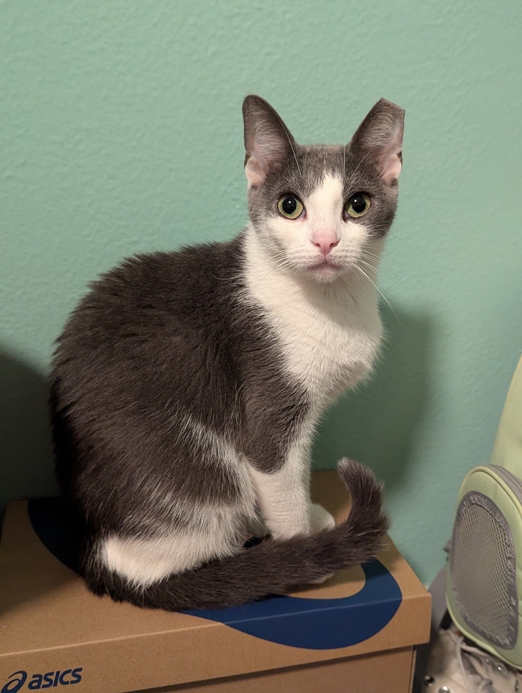 Duchess