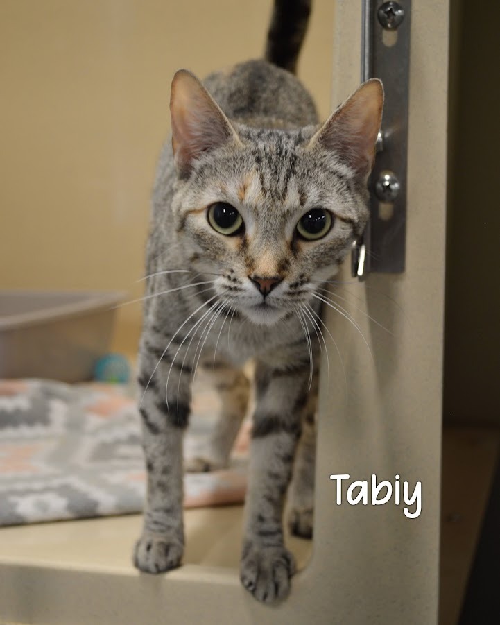 Tabiy
