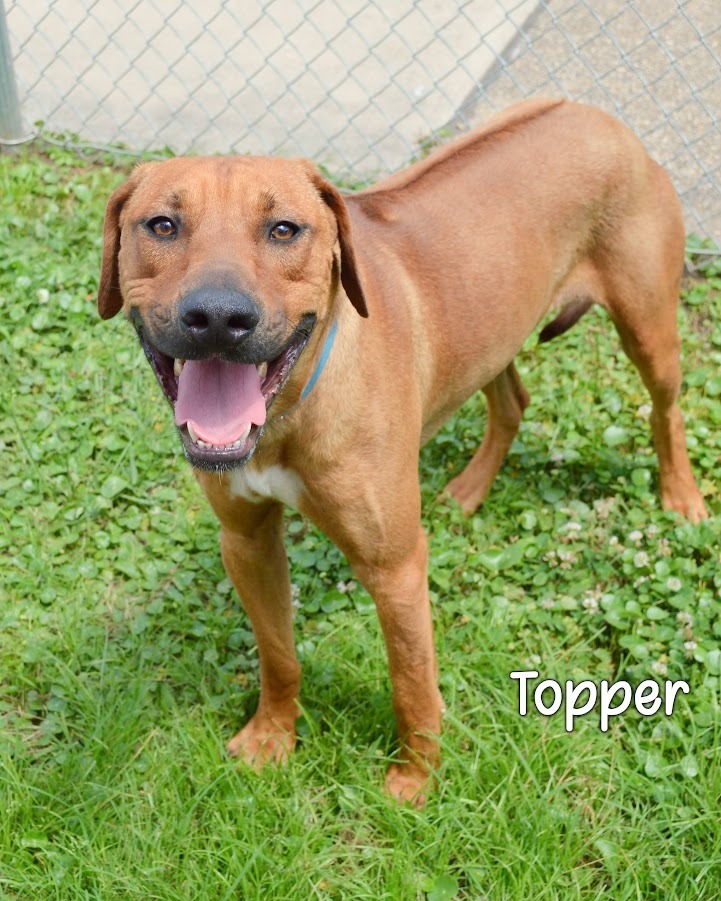 Topper