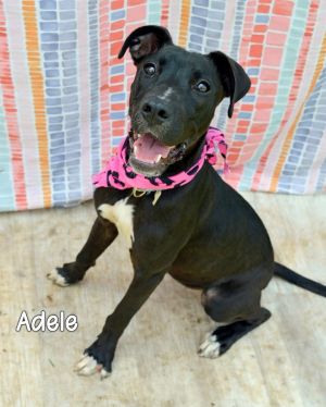 Adele, Young Female Labrador Retriever