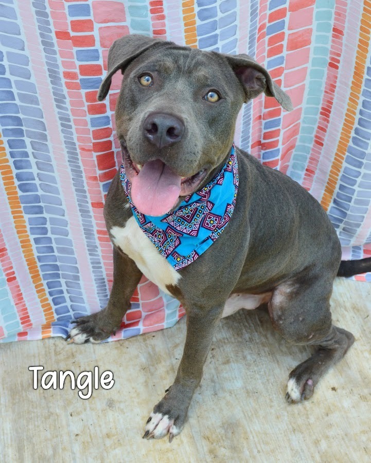 Tangle