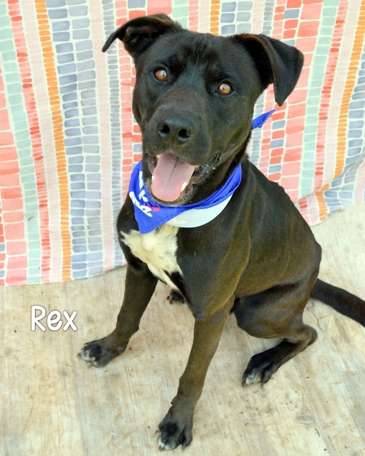Rex
