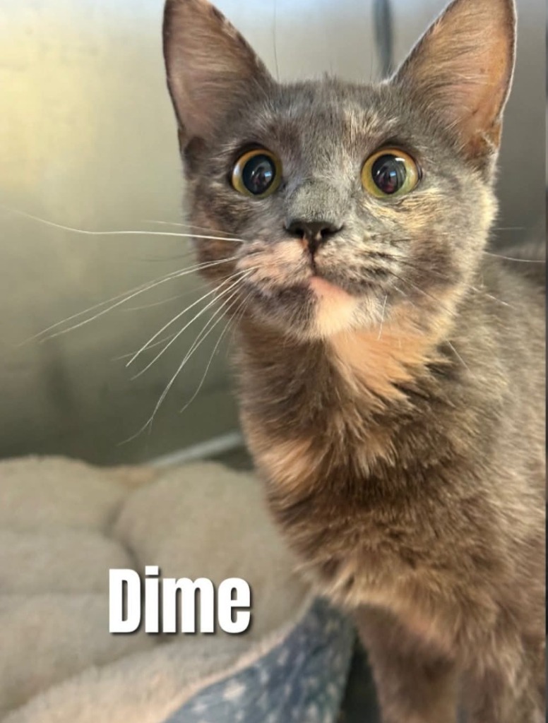 Dime