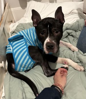 Meet Rocky a resilient and affectionate 45-year-old pup looking for a fresh start after a tough fe