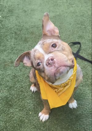 Meet Tyson a sweet 2-year-old special needs pup weighing 45lbs whos ready for his second chance a