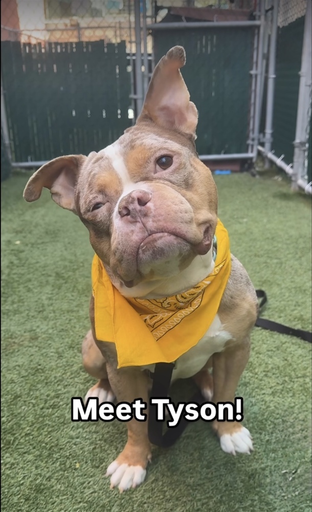 Tyson