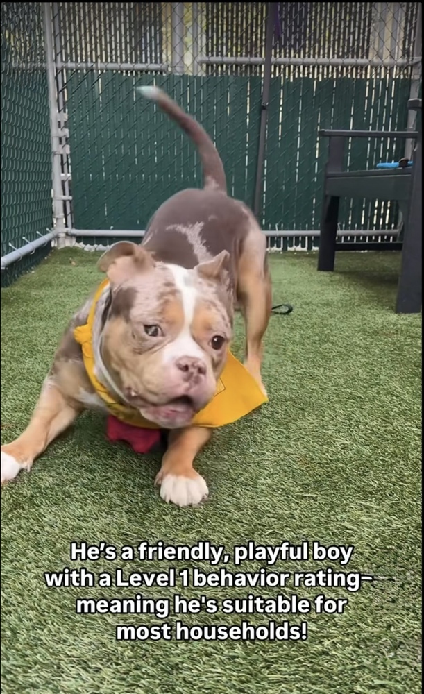 Tyson