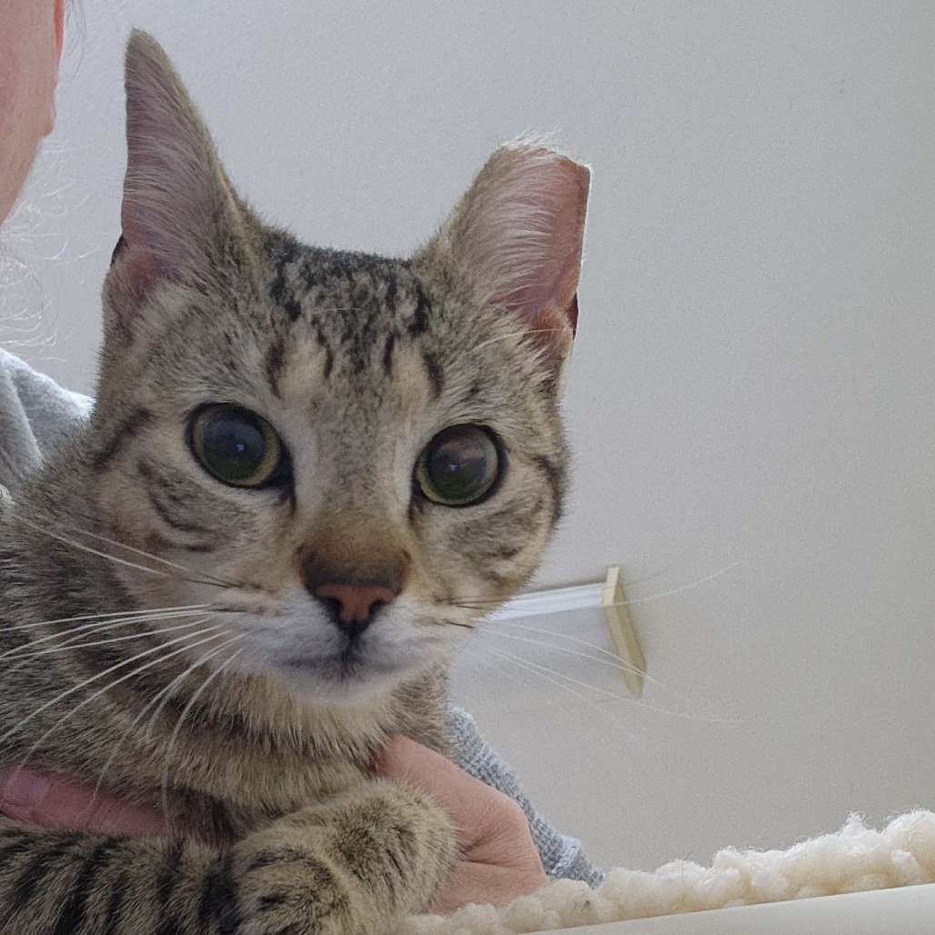 Mimi