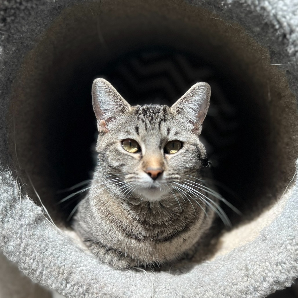 Shrimp, an adoptable Domestic Short Hair in Fort Bragg, CA, 95437 | Photo Image 1