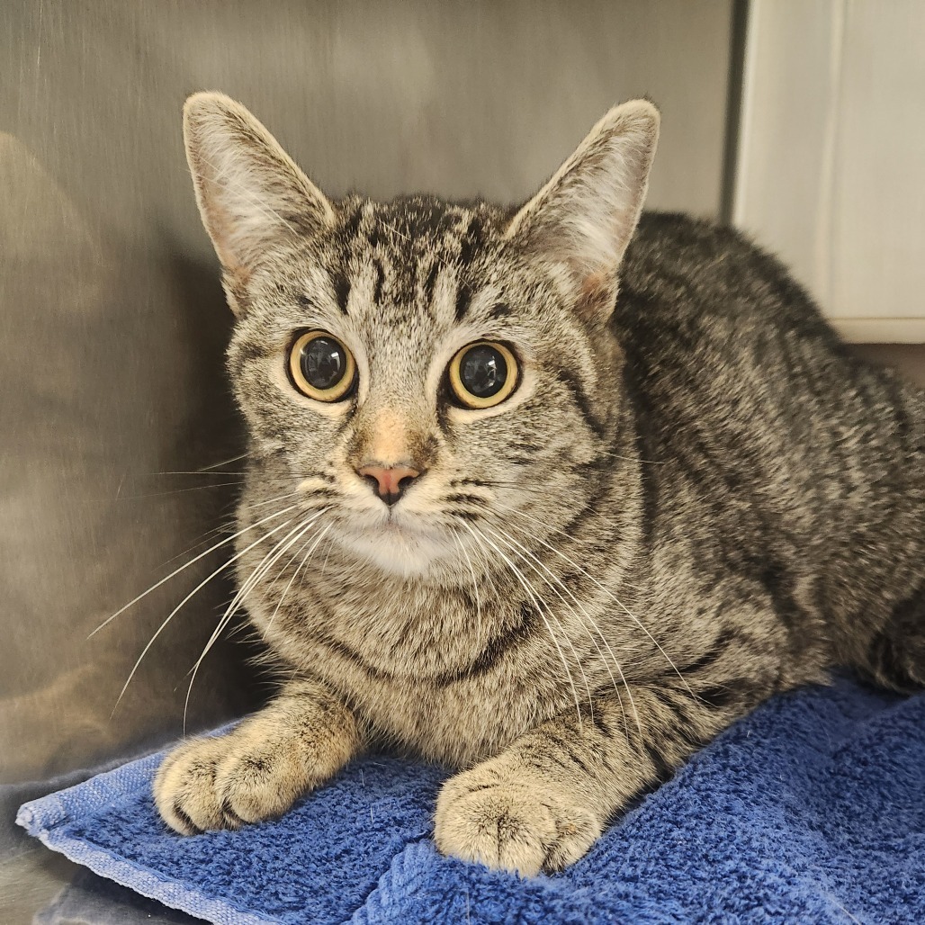 Shrimp, an adoptable Domestic Short Hair in Fort Bragg, CA, 95437 | Photo Image 2