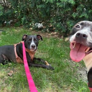 Rain - Home to Home, Adult Female Labrador Retriever
