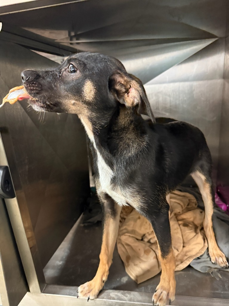 Produce - Adoptable awaiting S/N