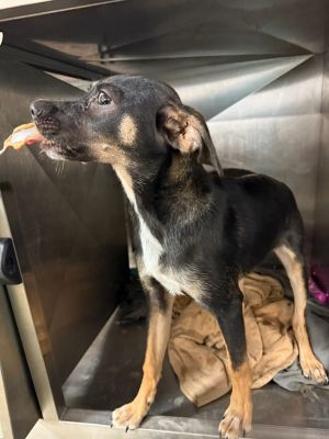 Produce - Adoptable awaiting S/N, Baby Male German Shepherd Dog