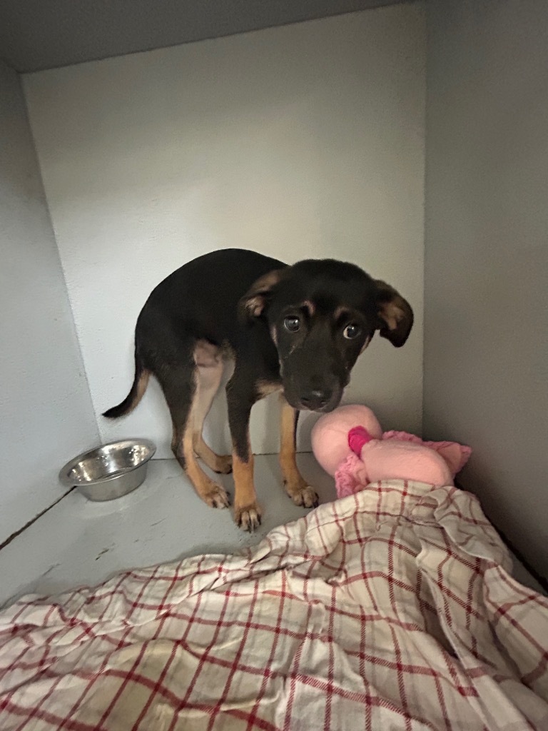 Produce - Adoptable awaiting S/N