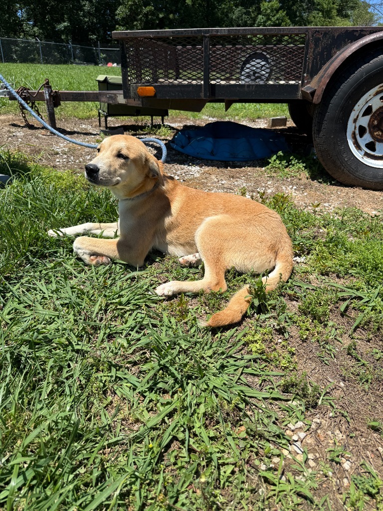 Potato Chip-Adoptable awaiting s/n
