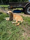 Potato Chip-Adoptable awaiting s/n photo 1