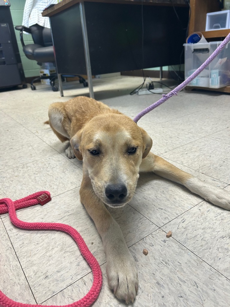 Potato Chip-Adoptable awaiting s/n