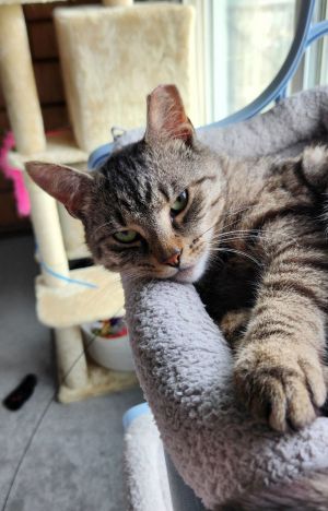Buddy, Young Male Domestic Short Hair