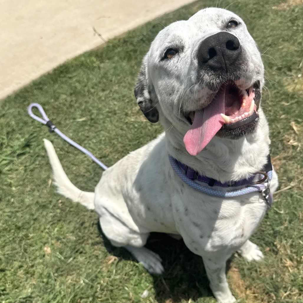 Otis