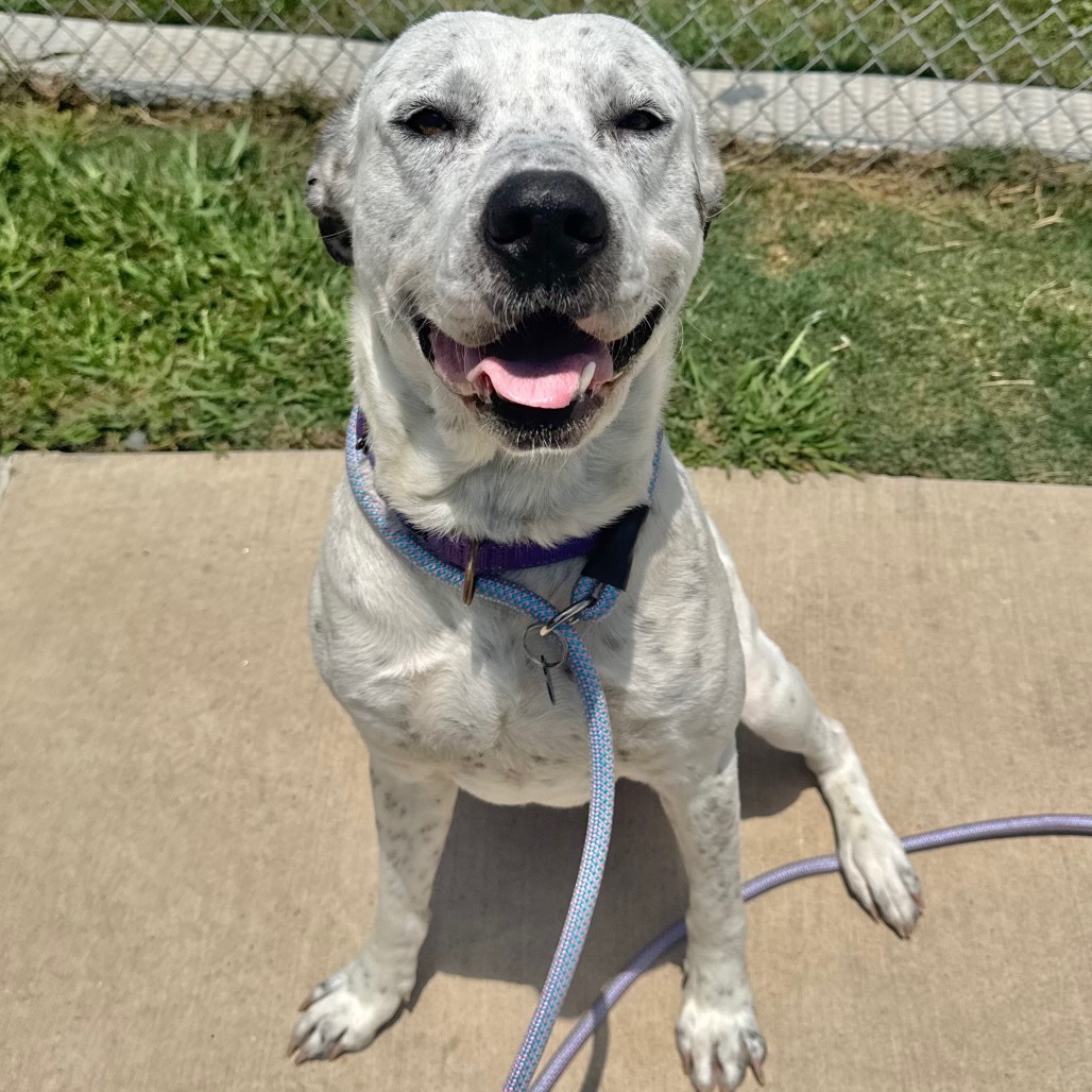 Otis