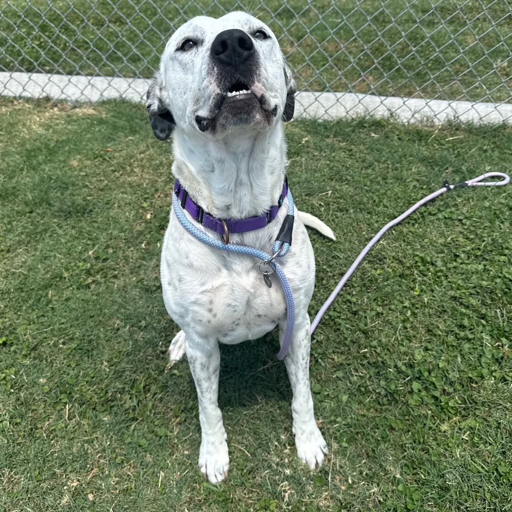 Otis