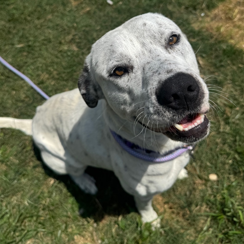 Otis