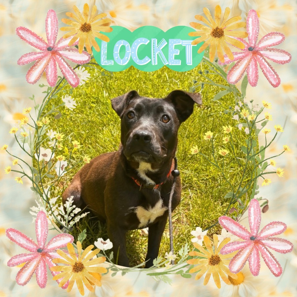 Locket