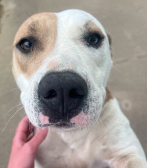 Please contact ADOPTION adoptdoggieharmonyorg for more information about this pet Lou was aband