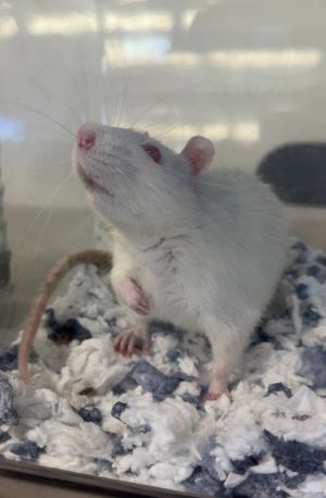 Mr Brisby, Young Male Rat