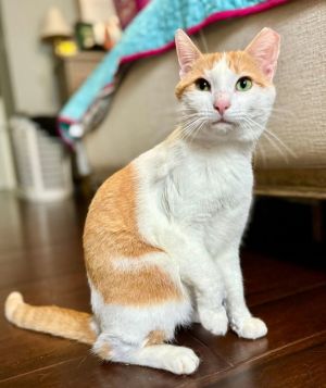 Meet Tiny - The Sweet  Shy Toilet Paper Bandit Tiny is a gentle little guy with a big heart