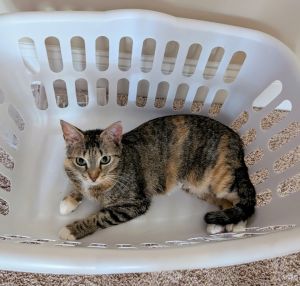 Dawn is a beautiful mix of calico and tabby She has adorable white feet and is incredibly soft Daw