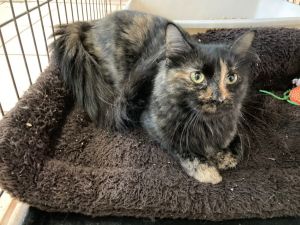Juanita, Young Female Domestic Long Hair