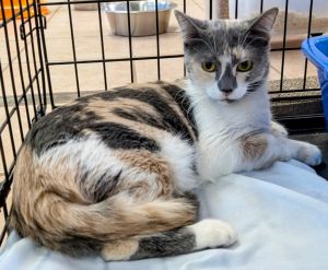 Laken / Koren, Young Female Domestic Long Hair