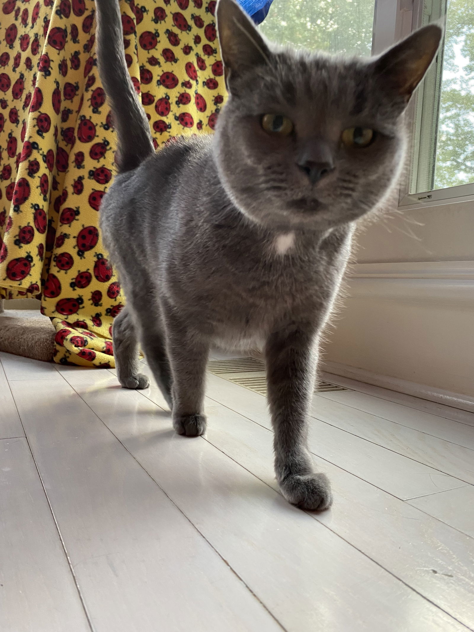 Daphne