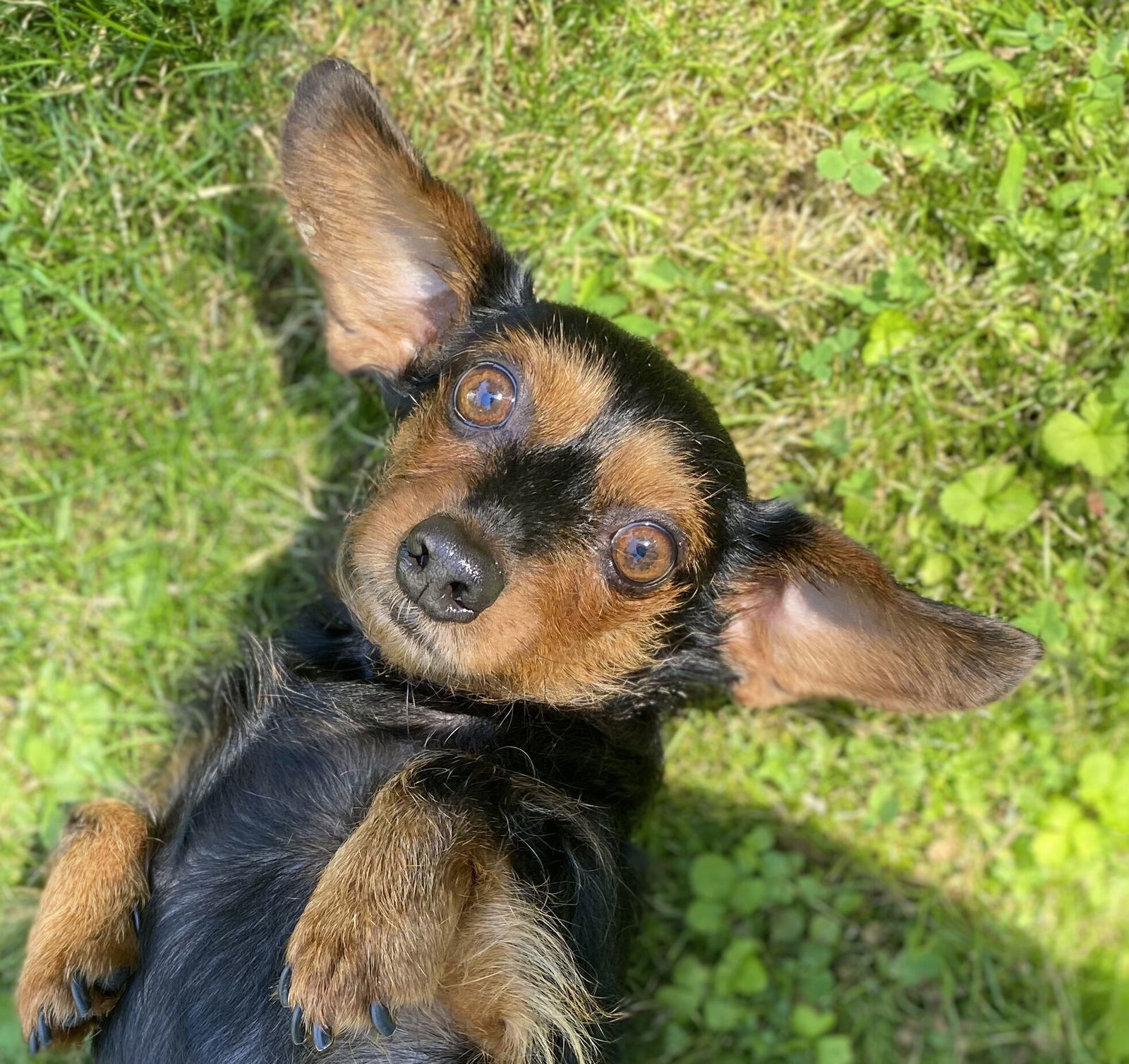 Olive
