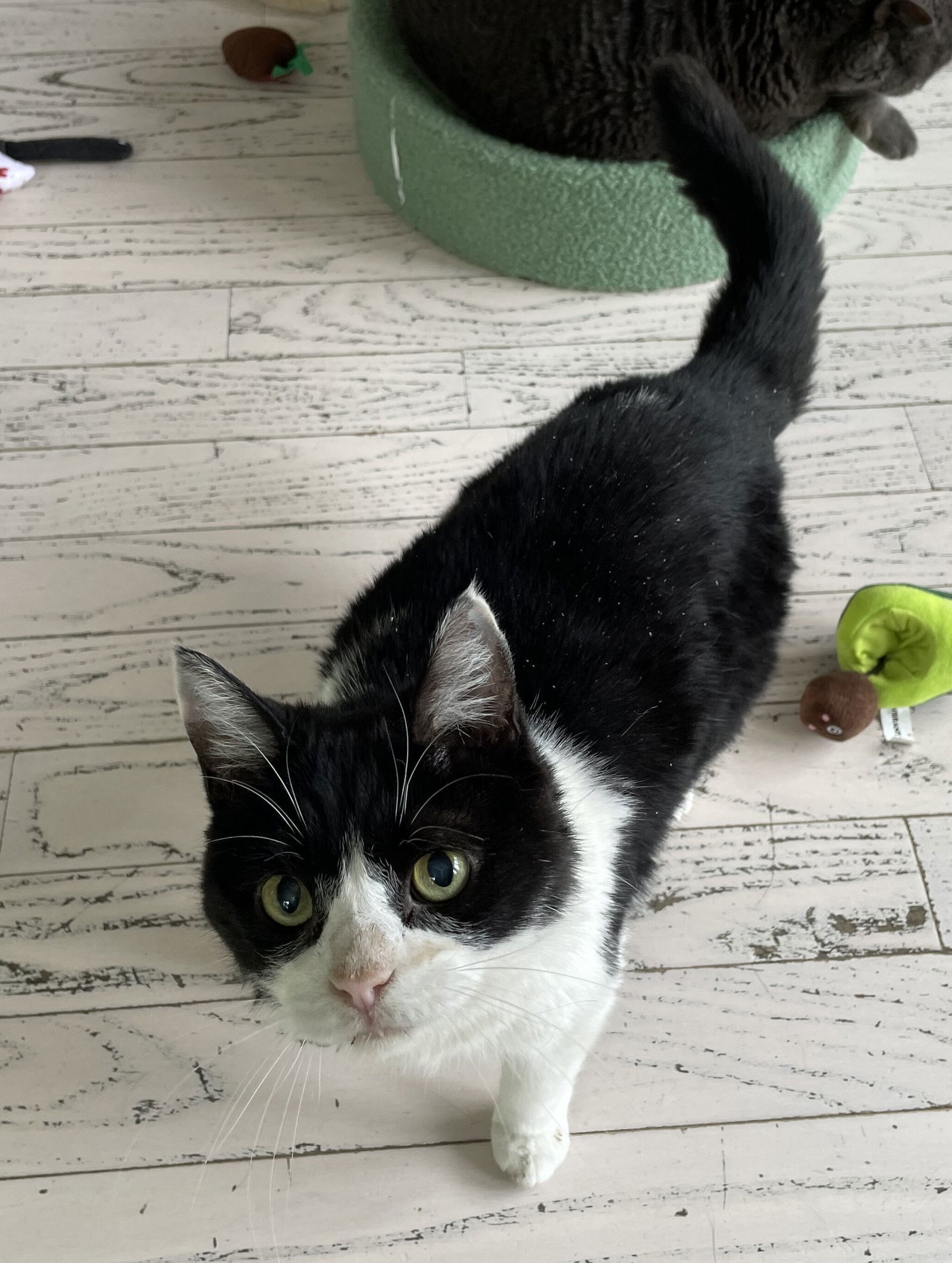 Stella