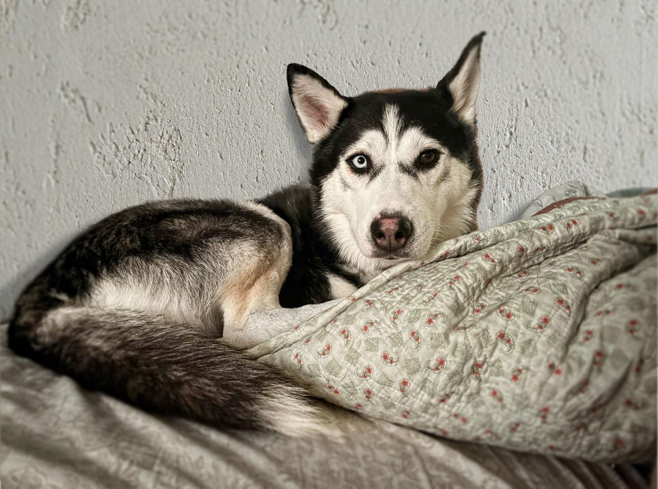 Betty Girl, an adoptable Husky in Salt Lake City, UT, 84171 | Photo Image 1