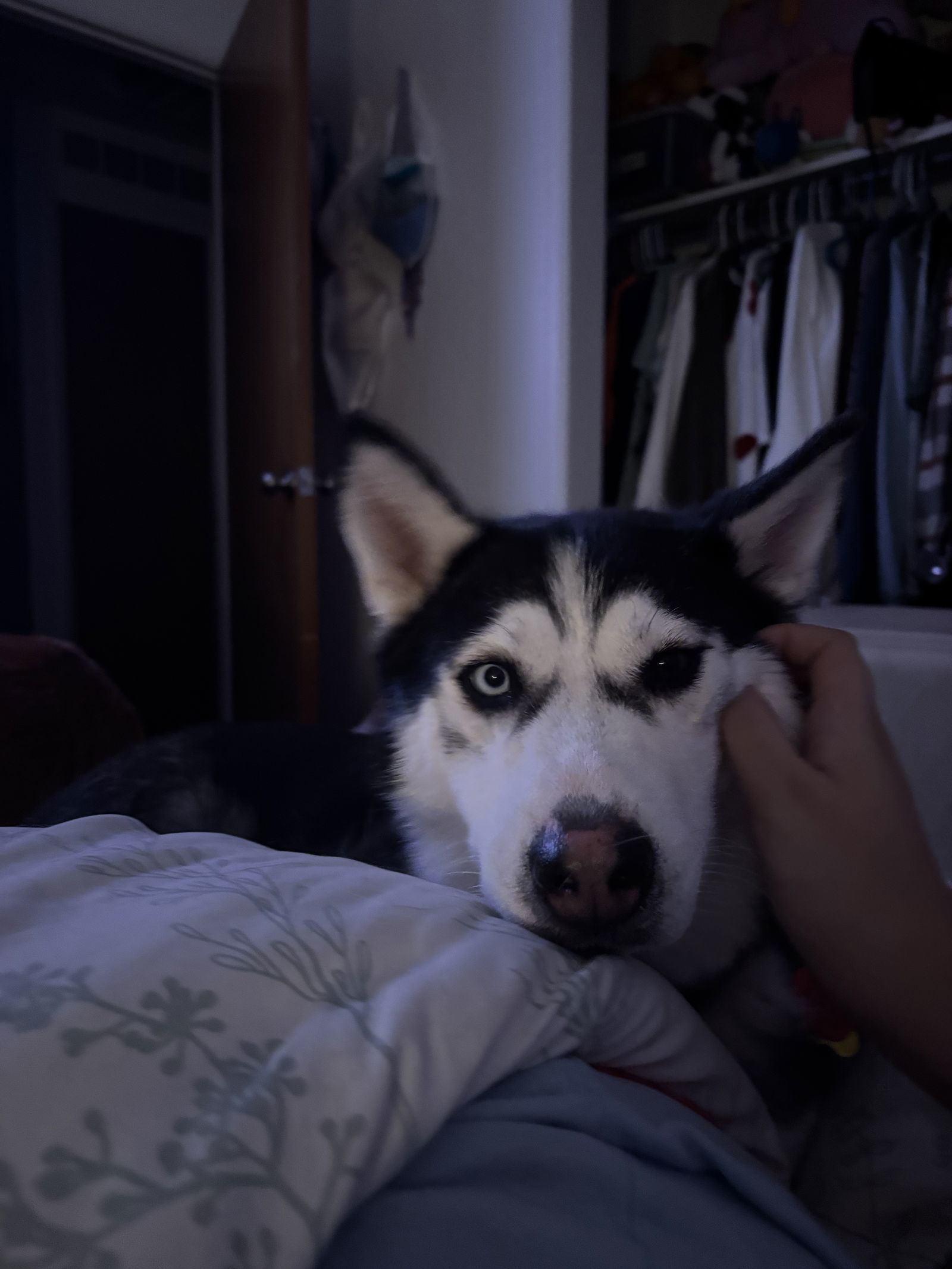 Betty Girl, an adoptable Husky in Salt Lake City, UT, 84171 | Photo Image 2