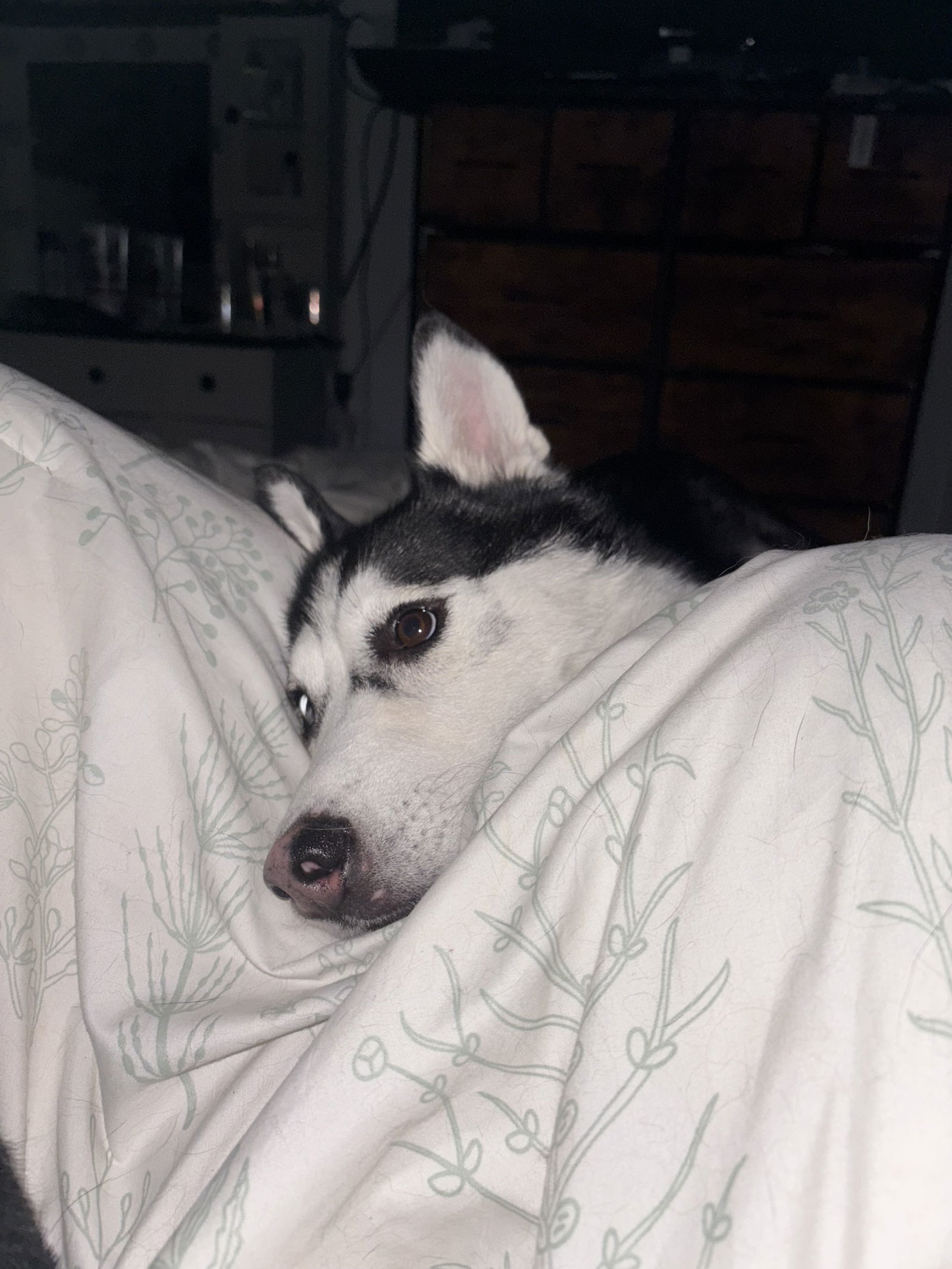 Betty Girl