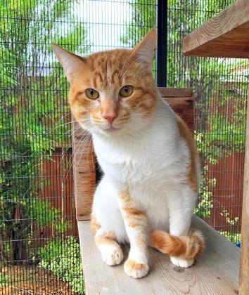 Carrotito (in foster)