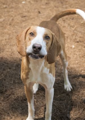 Say hello to Cletus a kind-hearted hound with a calm spirit and a whole lot of love to give Hes